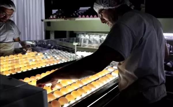 KDV indirimi, yumurta üreticisine nefes aldırdı KDV indirimi, yumurta üreticisine nefes aldırdı