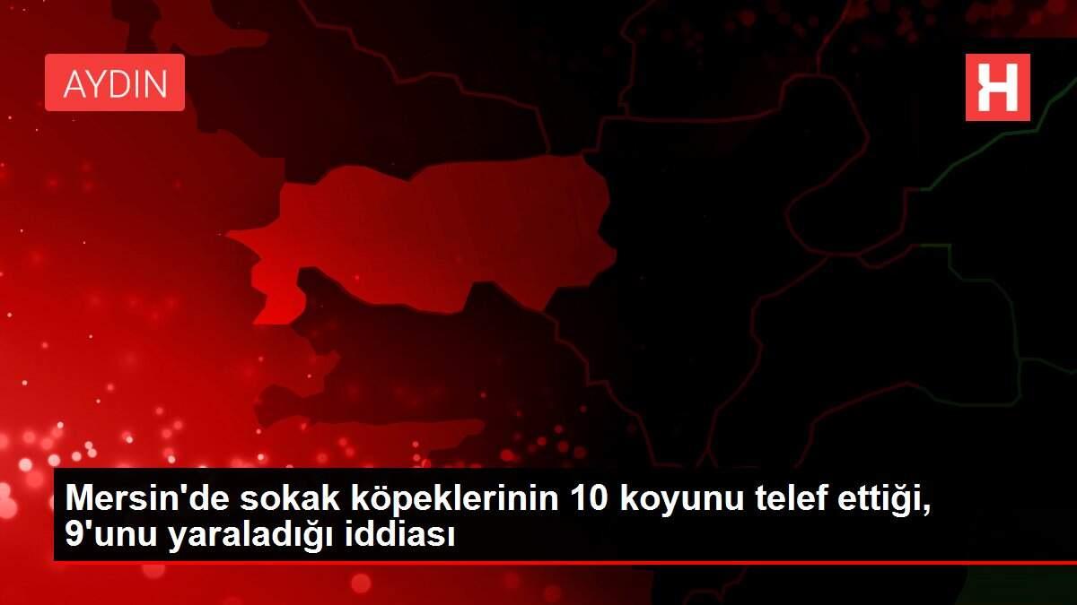Mersin'de sokak köpeklerinin 10 koyunu telef ettiği, 9'unu yaraladığı iddiası Mersin'de sokak köpeklerinin 10 koyunu telef ettiği, 9'unu yaraladığı iddiası