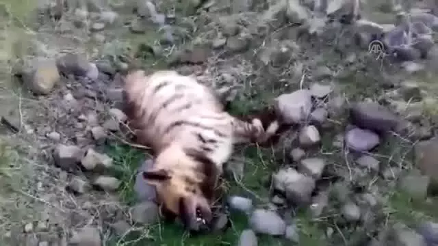 Şanlıurfa'da ölü çizgili sırtlan bulundu Şanlıurfa'da ölü çizgili sırtlan bulundu