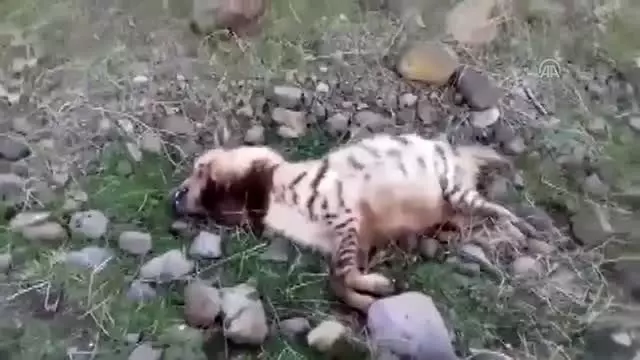 Şanlıurfa'da ölü çizgili sırtlan bulundu Şanlıurfa'da ölü çizgili sırtlan bulundu