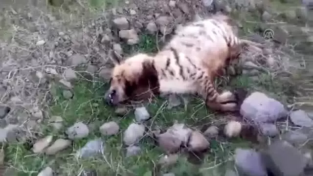 Şanlıurfa'da ölü çizgili sırtlan bulundu Şanlıurfa'da ölü çizgili sırtlan bulundu