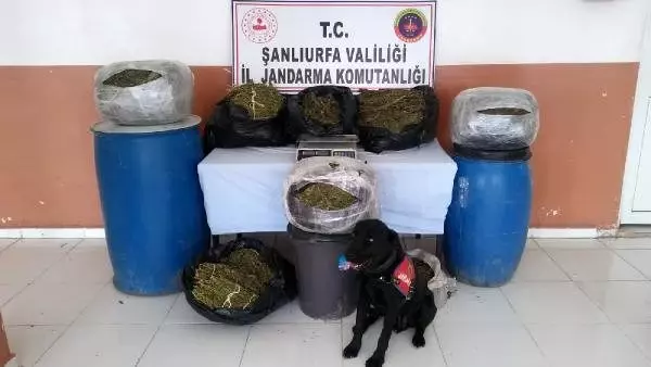 Şanlıurfa'da uyuşturucu çetesine 4 tutuklama Şanlıurfa'da uyuşturucu çetesine 4 tutuklama