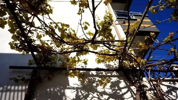Sarıgöl'de erken budanan asma kış ayında yaprak açtı Sarıgöl'de erken budanan asma kış ayında yaprak açtı