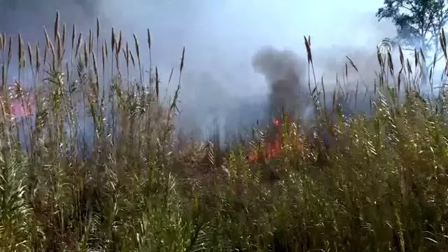 Sazlık alanda yangın (4) Sazlık alanda yangın (4)
