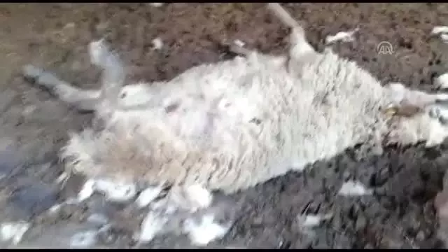 Sokak köpeklerinin 10 koyunu telef ettiği, 9'unu yaraladığı iddiası Sokak köpeklerinin 10 koyunu telef ettiği, 9'unu yaraladığı iddiası