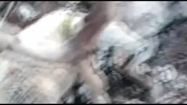 Sokak köpeklerinin 10 koyunu telef ettiği, 9'unu yaraladığı iddiası Sokak köpeklerinin 10 koyunu telef ettiği, 9'unu yaraladığı iddiası