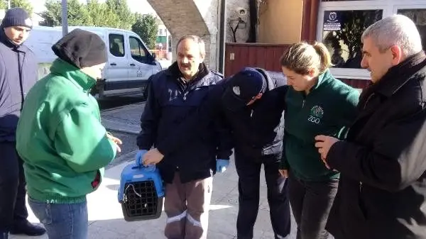 Bitkin halde bulunan şahin tedaviye alındı Bitkin halde bulunan şahin tedaviye alındı