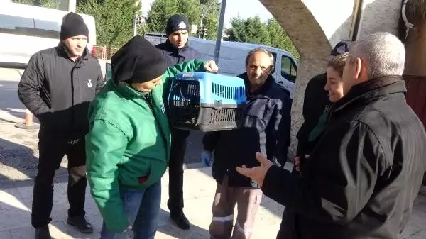 Bitkin halde bulunan şahin tedaviye alındı Bitkin halde bulunan şahin tedaviye alındı