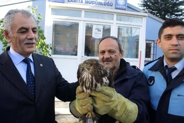 Bitkin halde bulunan şahin tedaviye alındı Bitkin halde bulunan şahin tedaviye alındı