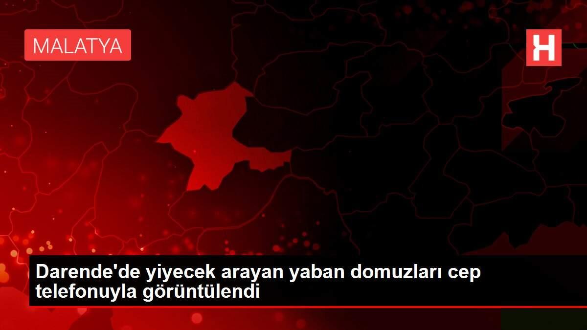 Darende'de yiyecek arayan yaban domuzları cep telefonuyla görüntülendi