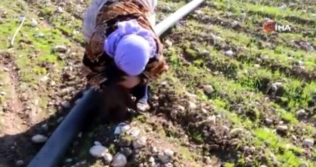 Halep'te oğlunun cansız bedeninin parçalarını toplayan anne yürek burktu