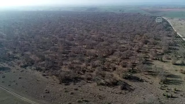 Kırklareli'de planörden uyuşturucu atıldığı iddiası Kırklareli'de planörden uyuşturucu atıldığı iddiası