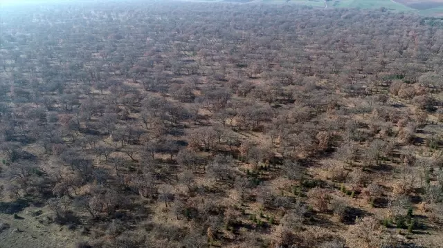 Kırklareli'nde planörden uyuşturucu atılmasıyla ilgili soruşturma sürüyor Kırklareli'nde planörden uyuşturucu atılmasıyla ilgili soruşturma sürüyor