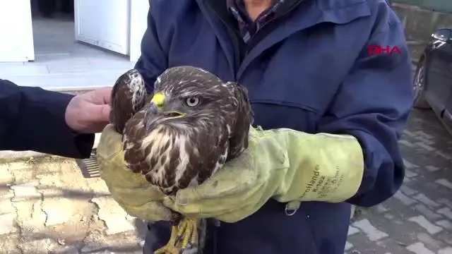 Kocaeli bitkin halde bulunan şahin hayvanat bahçesine verildi Kocaeli bitkin halde bulunan şahin hayvanat bahçesine verildi
