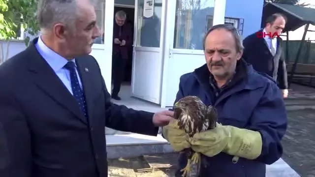 Kocaeli bitkin halde bulunan şahin hayvanat bahçesine verildi Kocaeli bitkin halde bulunan şahin hayvanat bahçesine verildi