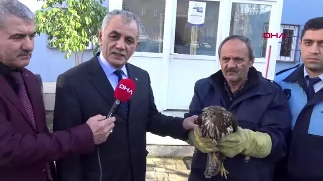 Kocaeli bitkin halde bulunan şahin hayvanat bahçesine verildi Kocaeli bitkin halde bulunan şahin hayvanat bahçesine verildi