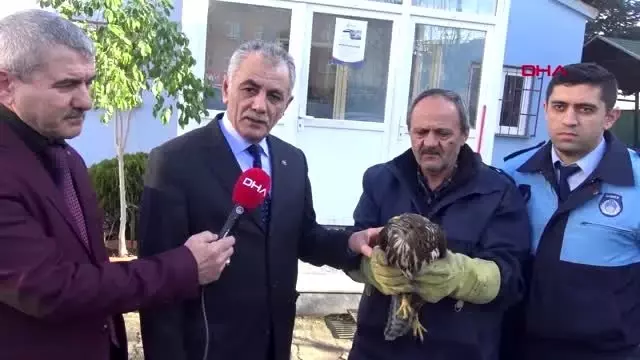 Kocaeli bitkin halde bulunan şahin hayvanat bahçesine verildi Kocaeli bitkin halde bulunan şahin hayvanat bahçesine verildi