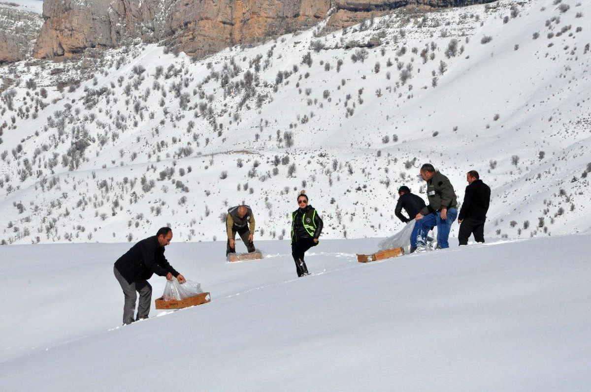Şırnak'ta yaban hayvanları için doğaya yem bırakıldı