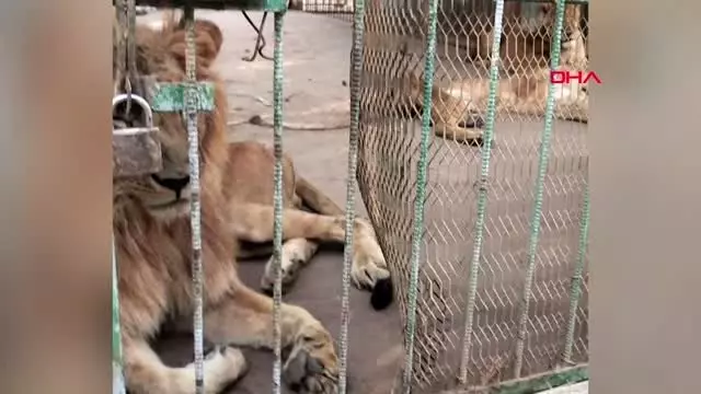 Sudan'daki aslanların durumu tüm dünyada tepki topladı Sudan'daki aslanların durumu tüm dünyada tepki topladı