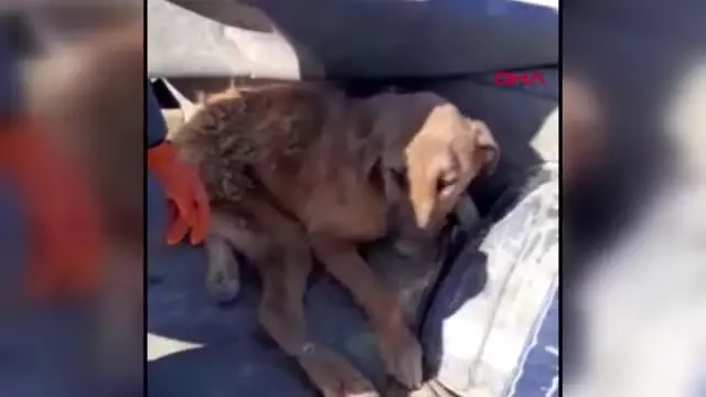 Burdur çöplükte bulunan yaralı köpek tekerlekli sandalyeyle yaşama tutunacak Burdur çöplükte bulunan yaralı köpek tekerlekli sandalyeyle yaşama tutunacak