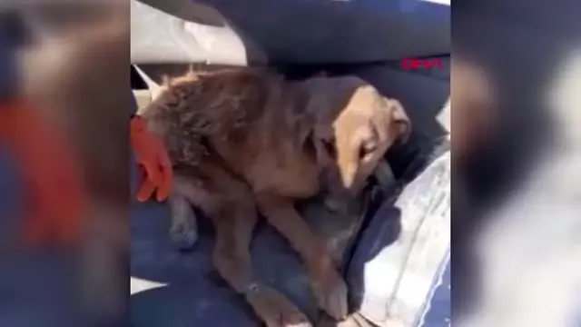 Burdur çöplükte bulunan yaralı köpek tekerlekli sandalyeyle yaşama tutunacak Burdur çöplükte bulunan yaralı köpek tekerlekli sandalyeyle yaşama tutunacak