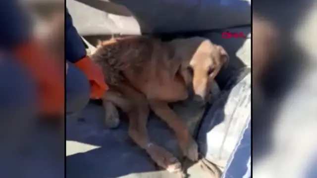 Burdur çöplükte bulunan yaralı köpek tekerlekli sandalyeyle yaşama tutunacak Burdur çöplükte bulunan yaralı köpek tekerlekli sandalyeyle yaşama tutunacak