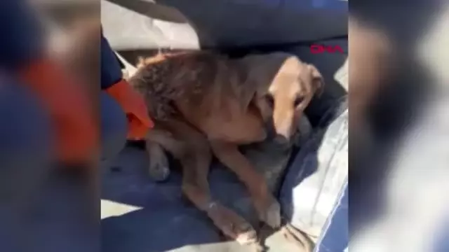 Burdur çöplükte bulunan yaralı köpek tekerlekli sandalyeyle yaşama tutunacak Burdur çöplükte bulunan yaralı köpek tekerlekli sandalyeyle yaşama tutunacak