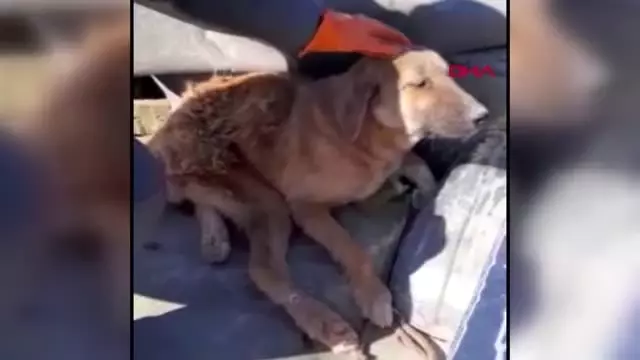 Burdur çöplükte bulunan yaralı köpek tekerlekli sandalyeyle yaşama tutunacak Burdur çöplükte bulunan yaralı köpek tekerlekli sandalyeyle yaşama tutunacak