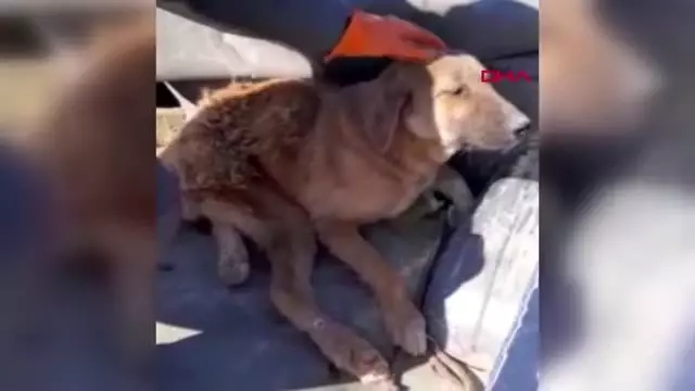 Burdur çöplükte bulunan yaralı köpek tekerlekli sandalyeyle yaşama tutunacak Burdur çöplükte bulunan yaralı köpek tekerlekli sandalyeyle yaşama tutunacak