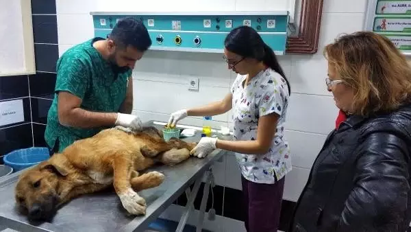 Çöplükte bulunan yaralı köpek tekerlekli sandalyeyle yaşama tutunacak Çöplükte bulunan yaralı köpek tekerlekli sandalyeyle yaşama tutunacak