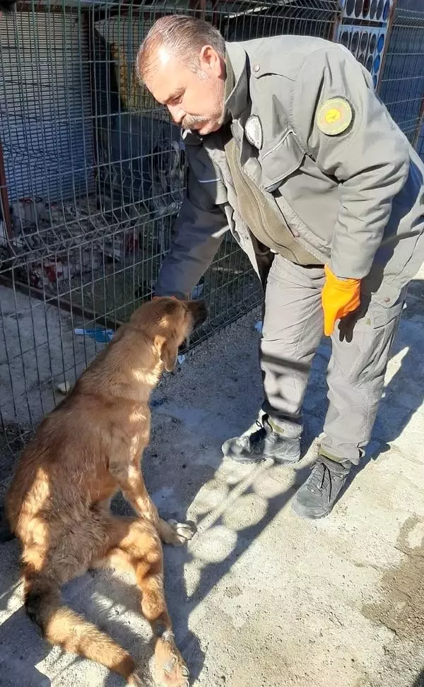 Çöplükte bulunan yaralı köpek tekerlekli sandalyeyle yaşama tutunacak Çöplükte bulunan yaralı köpek tekerlekli sandalyeyle yaşama tutunacak