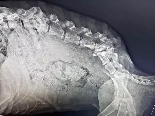 Çöplükte bulunan yaralı köpek tekerlekli sandalyeyle yaşama tutunacak Çöplükte bulunan yaralı köpek tekerlekli sandalyeyle yaşama tutunacak