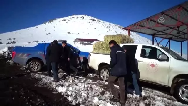 Emir Dağları'ndaki yılkı atları için 2 ton yem bırakıldı Emir Dağları'ndaki yılkı atları için 2 ton yem bırakıldı