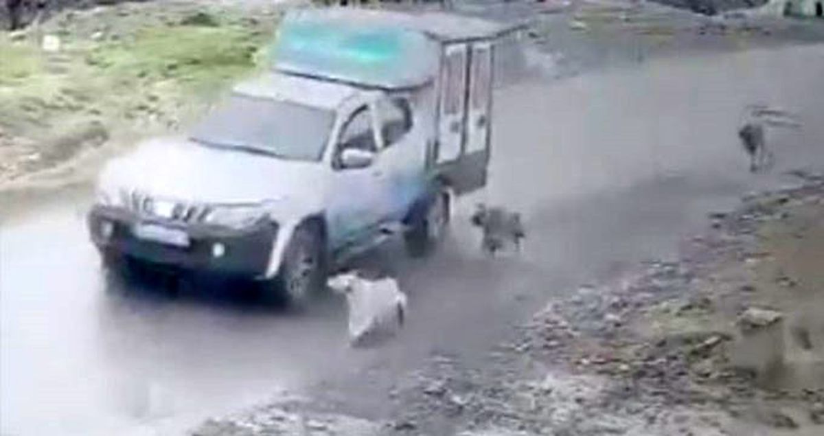 Görüntüler infial yarattı! Belediye aracıyla köpeği ezdi