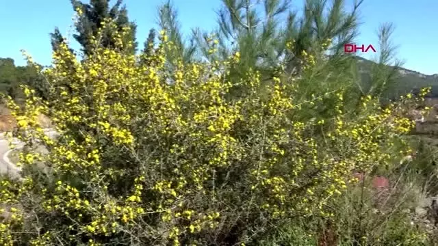 Antalya demre'de kış ortasında bahar havası Antalya demre'de kış ortasında bahar havası