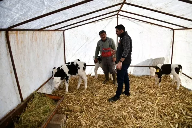 Besicinin çifte ikiz buzağı sevinci
