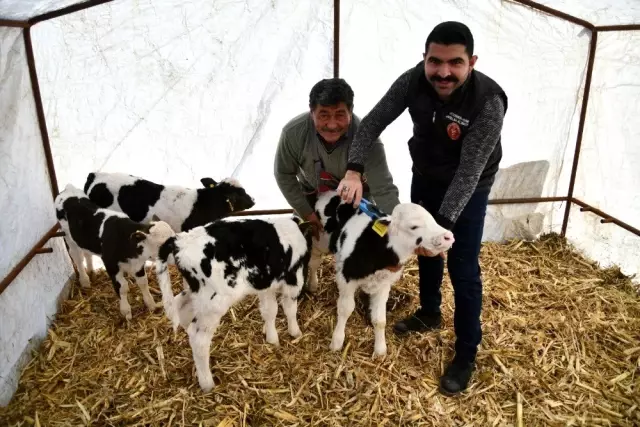 Besicinin çifte ikiz buzağı sevinci
