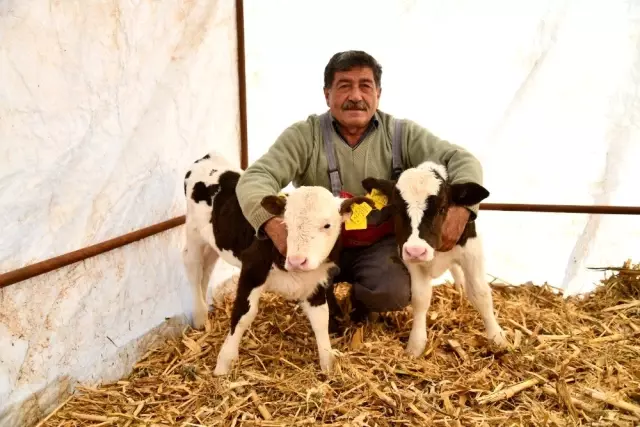 Besicinin çifte ikiz buzağı sevinci