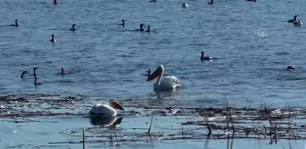 Beyşehir Gölü'nün konuğu iki pelikan ilgi odağı oldu - KONYA