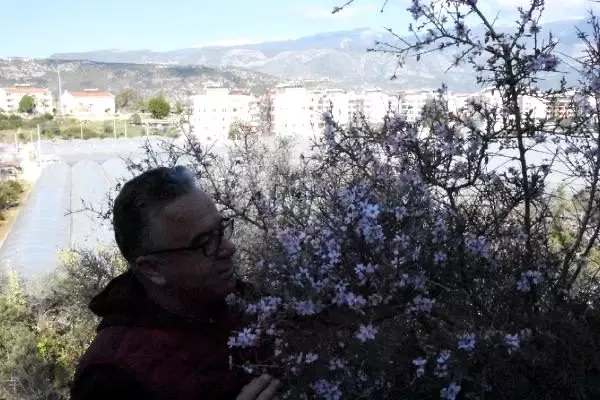 Demre'de kış ortasında bahar havası Demre'de kış ortasında bahar havası