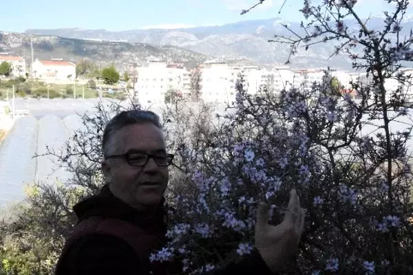 Demre'de kış ortasında bahar havası Demre'de kış ortasında bahar havası
