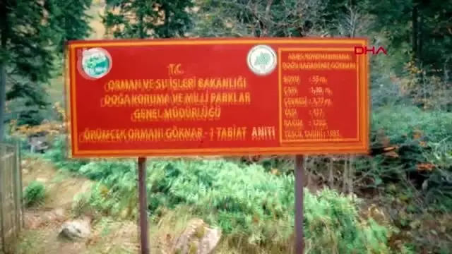 Gümüşhane örümcek ormanları'na ilgi