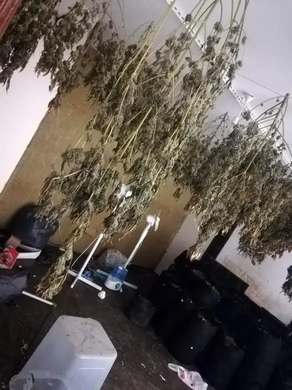 Maltepe�de hırsız giren ev uyuşturucu serası çıktı Haberler