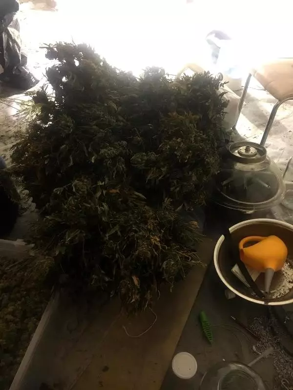 Maltepe�de hırsız giren ev uyuşturucu serası çıktı Haberler