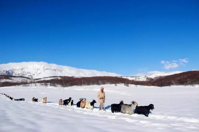 Tunceli'de besiciler çetin kış koşullarıyla mücadele ediyor