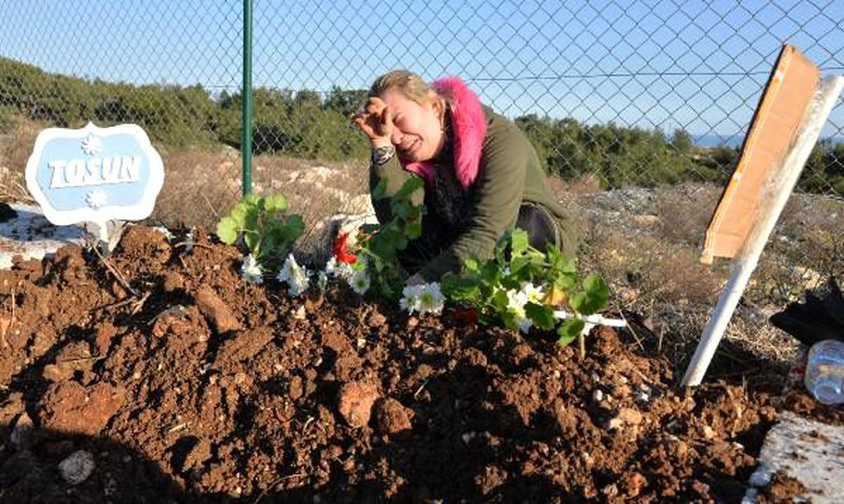 Depremde Kalp Krizi Geciren Kopek Mersin De Topraga Verildi Haberler