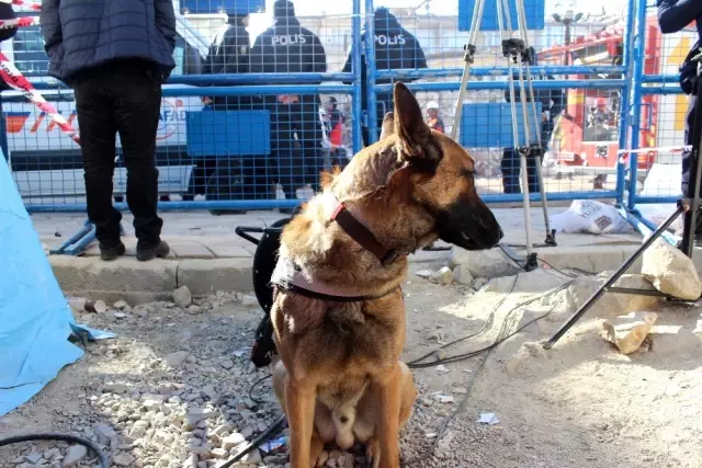 Elazığ depreminde Dilek Apartmanı'nda 5 kişiye arama köpeği Altar sayesinde ulaşıldı.