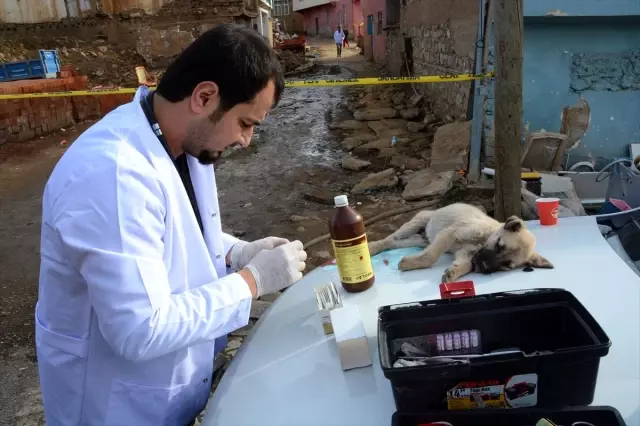 Malatya'da gönüllü veterinerler depremden etkilenen hayvanları tedavi etti