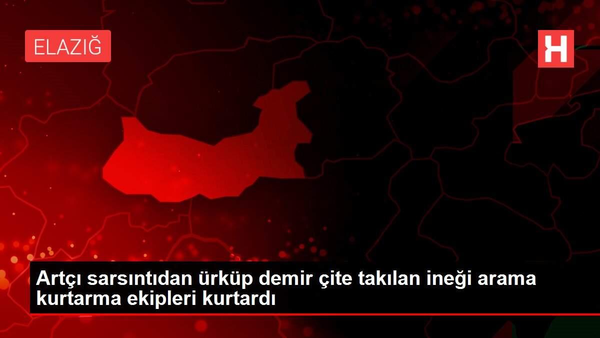 Artçı sarsıntıdan ürküp demir çite takılan ineği arama kurtarma ekipleri kurtardı