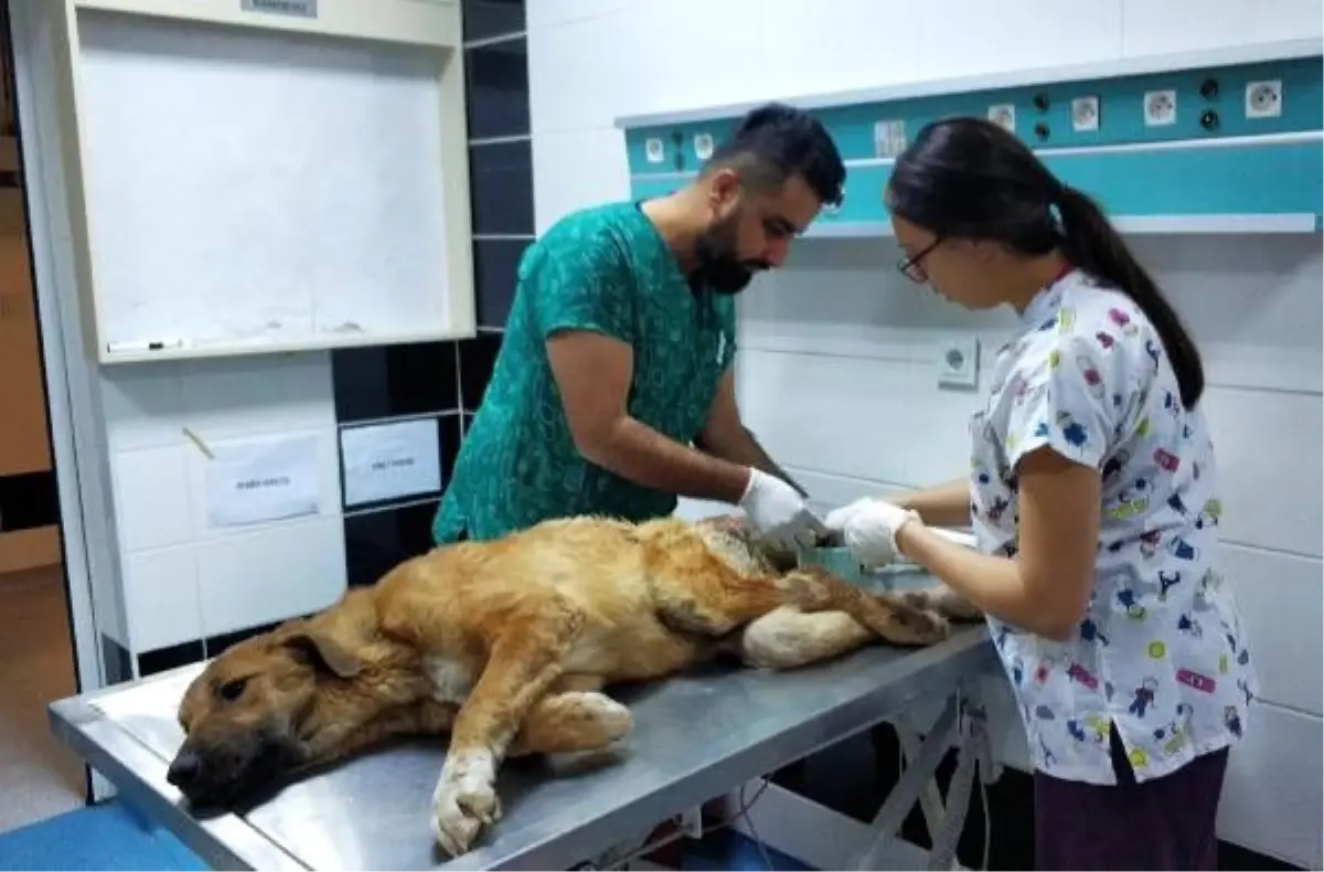 Çöpte bulunan felçli köpek sahiplendirildi Haberler
